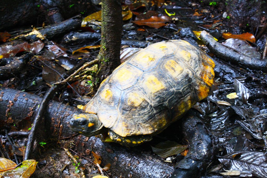 tortuga parque amacayacu colombia